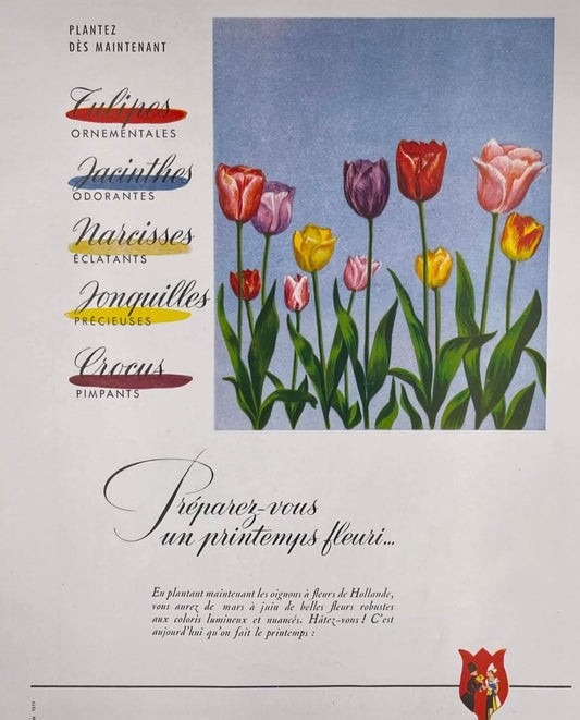 Publicité - Divers -Tulipes -1955
